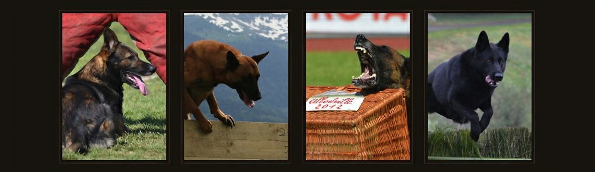 banniere archives sports canins